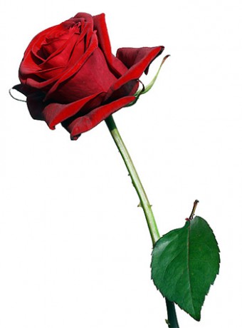 Stabilizované kvety - červená ruža