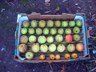 skladovať jablká