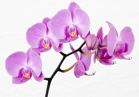 orchidea skvelý darček